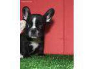 French Bulldog Puppy for sale in Uniondale, NY, USA