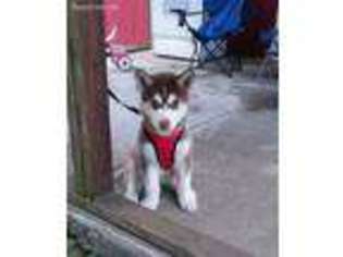 Siberian Husky Puppy for sale in Atlantic, IA, USA