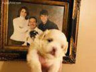 Mal-Shi Puppy for sale in Cullman, AL, USA