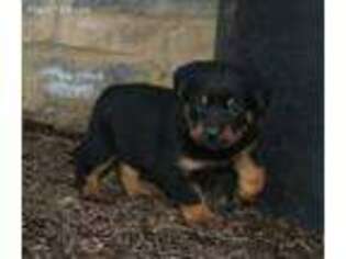 Rottweiler Puppy for sale in Leola, PA, USA