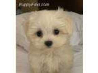 Maltese Puppy for sale in Downers Grove, IL, USA