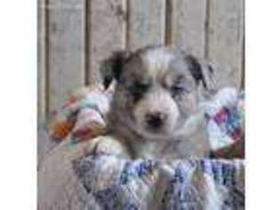 Miniature Australian Shepherd Puppy for sale in Garden City, MO, USA