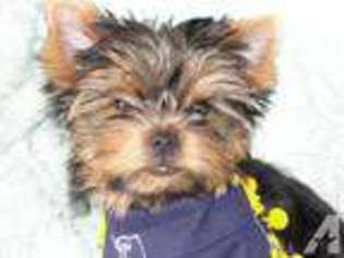 Yorkshire Terrier Puppy for sale in MUNITH, MI, USA