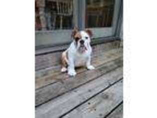 Bulldog Puppy for sale in Whitehall, MI, USA