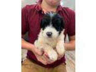 Newfoundland Puppy for sale in Spencerville, IN, USA