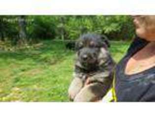 German Shepherd Dog Puppy for sale in Cookeville, TN, USA