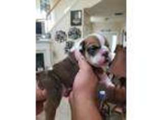 Bulldog Puppy for sale in Riverdale, GA, USA