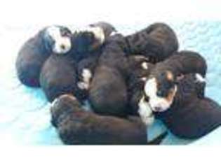 Bernese Mountain Dog Puppy for sale in Barker, NY, USA