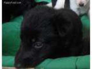 German Shepherd Dog Puppy for sale in Johnson City, TN, USA