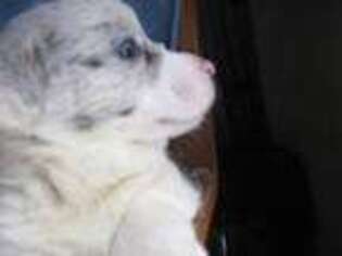 Cardigan Welsh Corgi Puppy for sale in Winchester, VA, USA