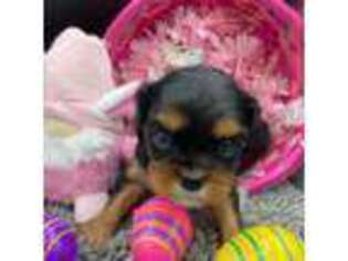 Cavalier King Charles Spaniel Puppy for sale in Frisco, TX, USA