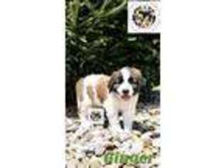 Saint Bernard Puppy for sale in Rochester, NY, USA