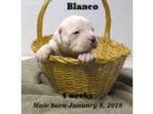 American Bulldog Puppy for sale in Beloit, WI, USA