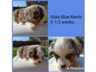 Miniature Australian Shepherd Puppy for sale in Clovis, CA, USA