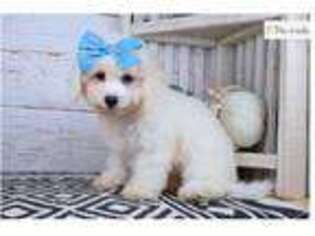 Bichon Frise Puppy for sale in Springfield, MO, USA