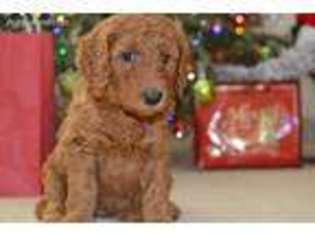 Labradoodle Puppy for sale in Cumming, GA, USA