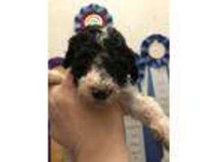 Mutt Puppy for sale in Sheridan, AR, USA