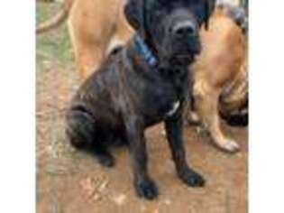 Mastiff Puppy for sale in New Park, PA, USA