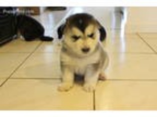 Alaskan Malamute Puppy for sale in Hilton, NY, USA