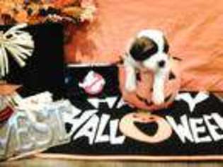 Saint Bernard Puppy for sale in Ute, IA, USA