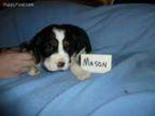 English Springer Spaniel Puppy for sale in Vancouver, WA, USA