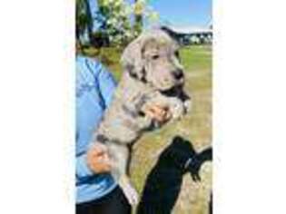 Great Dane Puppy for sale in Lake City, FL, USA
