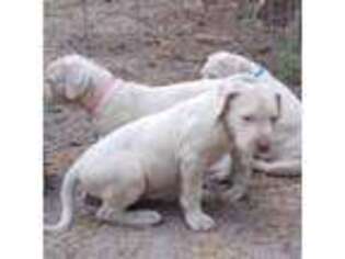 Dogo Argentino Puppy for sale in Crystal River, FL, USA