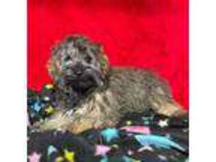 Schnoodle (Standard) Puppy for sale in Marysville, KS, USA