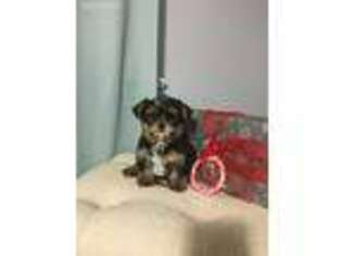 Yorkshire Terrier Puppy for sale in Ronks, PA, USA