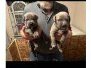 Cane Corso Puppy for sale in King George, VA, USA