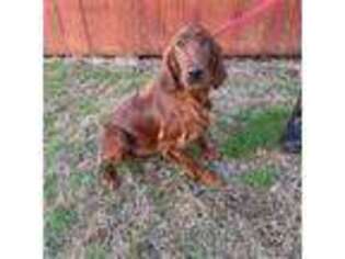 Irish Setter Puppy for sale in Evensville, TN, USA