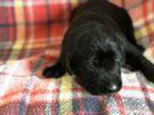 Labrador Retriever Puppy for sale in Craig, CO, USA