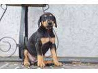 Doberman Pinscher Puppy for sale in Holiday, FL, USA