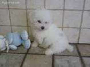 Bichon Frise Puppy for sale in Gentry, AR, USA
