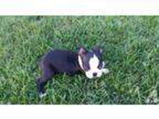 Boston Terrier Puppy for sale in PERRIS, CA, USA