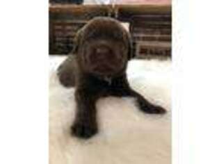 Labrador Retriever Puppy for sale in Prescott, AZ, USA