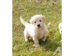 Golden Retriever Puppy for sale in WINCHESTER, VA, USA