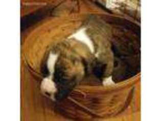 Boxer Puppy for sale in Columbus, OH, USA