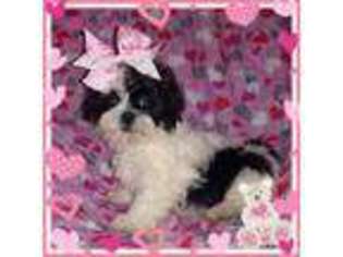 Mutt Puppy for sale in TAYLOR, TX, USA