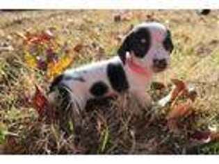 Dachshund Puppy for sale in Doswell, VA, USA