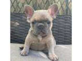 French Bulldog Puppy for sale in San Jose, CA, USA