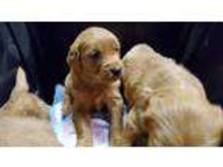 Golden Retriever Puppy for sale in Orem, UT, USA