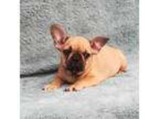 French Bulldog Puppy for sale in Cross Junction, VA, USA