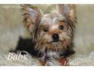 Yorkshire Terrier Puppy for sale in Duff, TN, USA