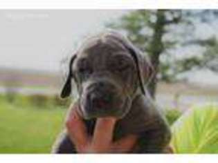 Great Dane Puppy for sale in Oxford, IN, USA