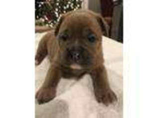 Olde English Bulldogge Puppy for sale in Bridgeport, TX, USA