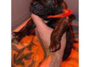 Cane Corso Puppy for sale in Ashford, CT, USA