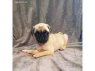 Pug Puppy for sale in Gurley, AL, USA