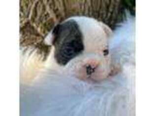 French Bulldog Puppy for sale in Buffalo, NY, USA