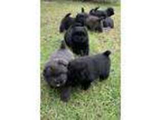 Chow Chow Puppy for sale in Red Springs, NC, USA